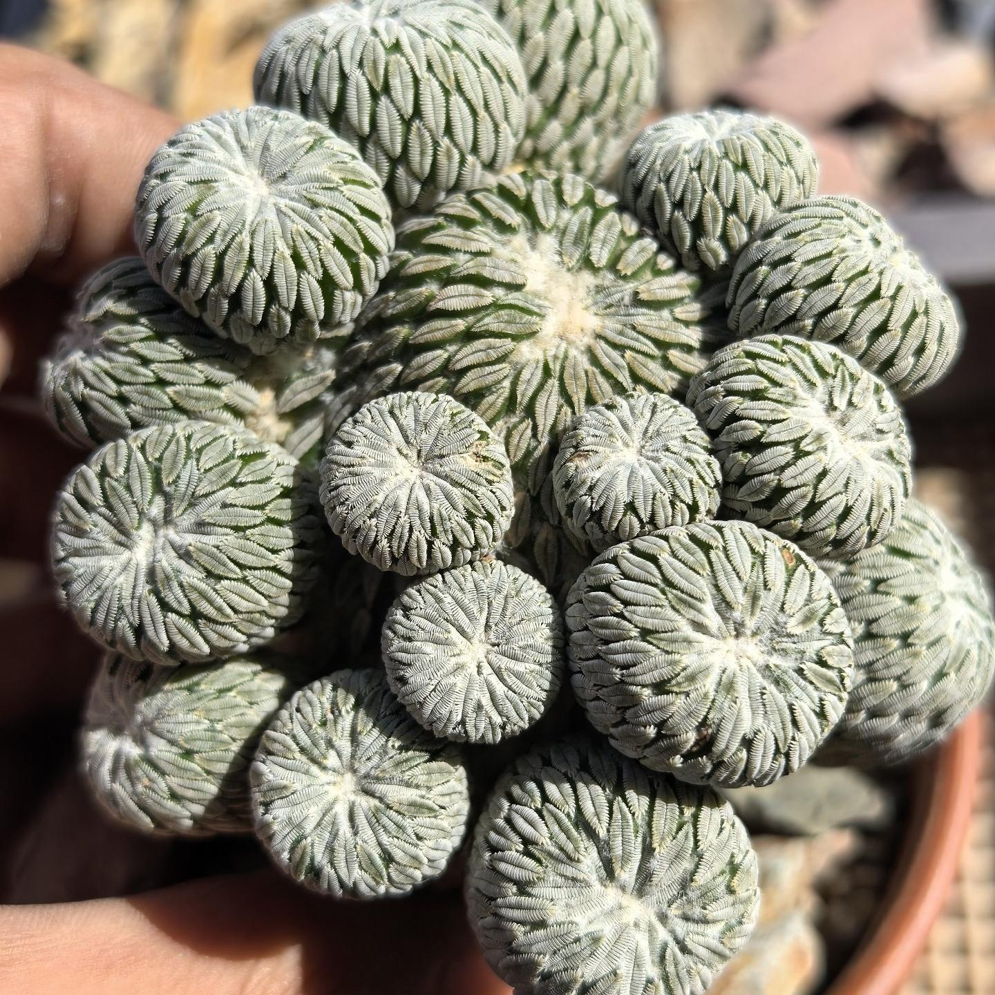 2-10cm Turbinicarpus pseudopectinatus