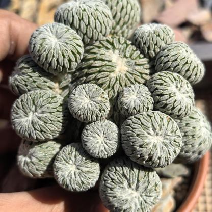 2-10cm Turbinicarpus pseudopectinatus
