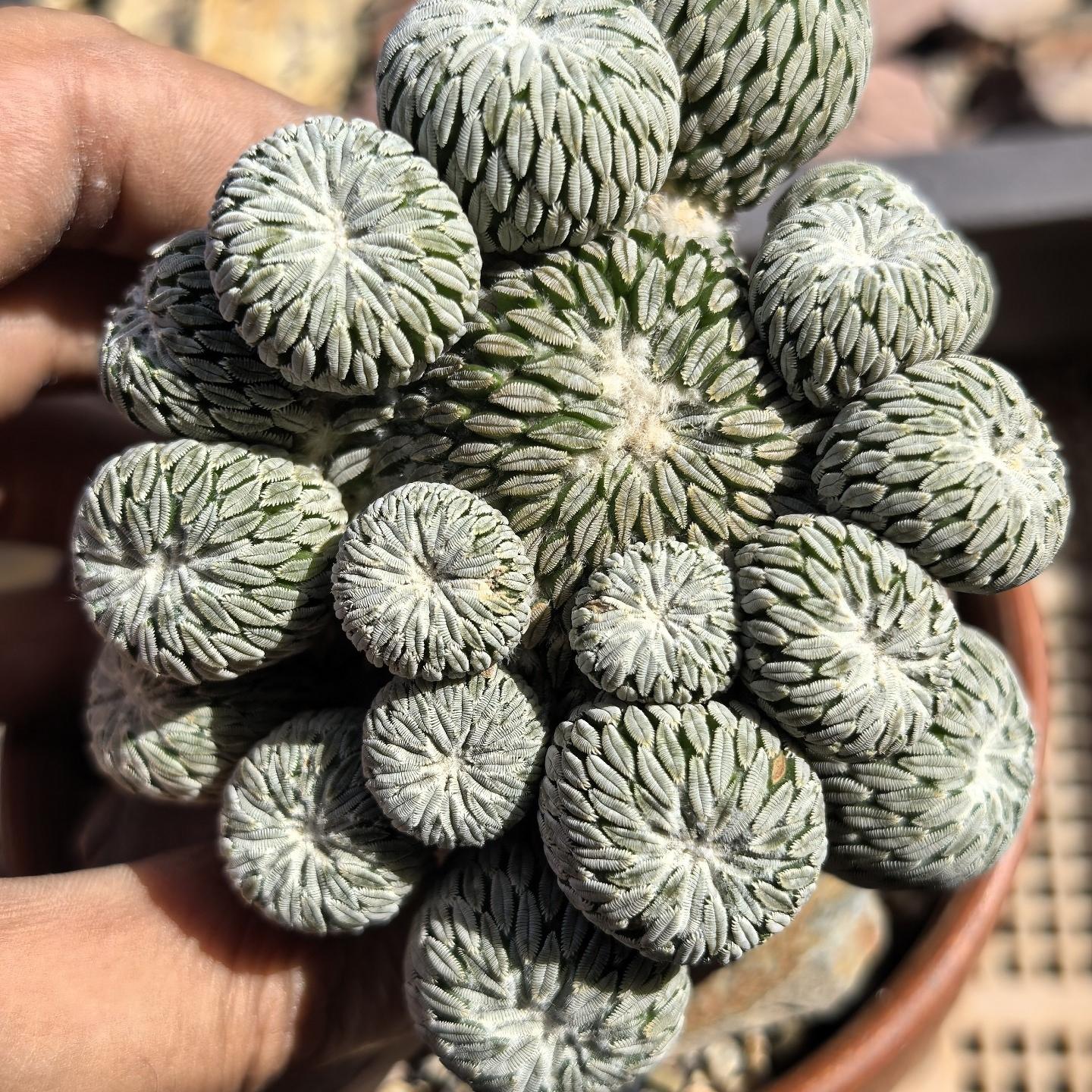 8-10cm Turbinicarpus pseudopectinatus （Multi-headed）
