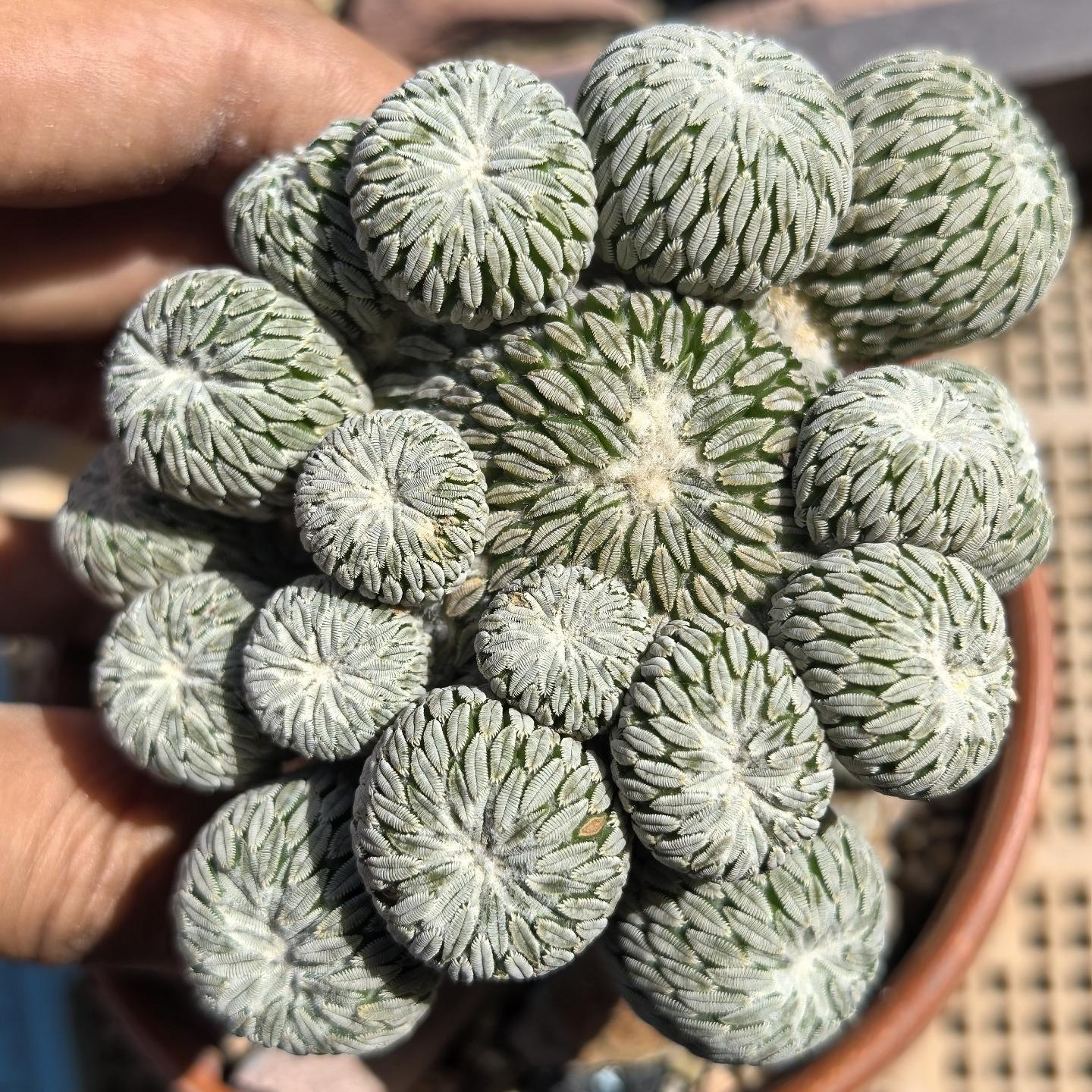 2-10cm Turbinicarpus pseudopectinatus