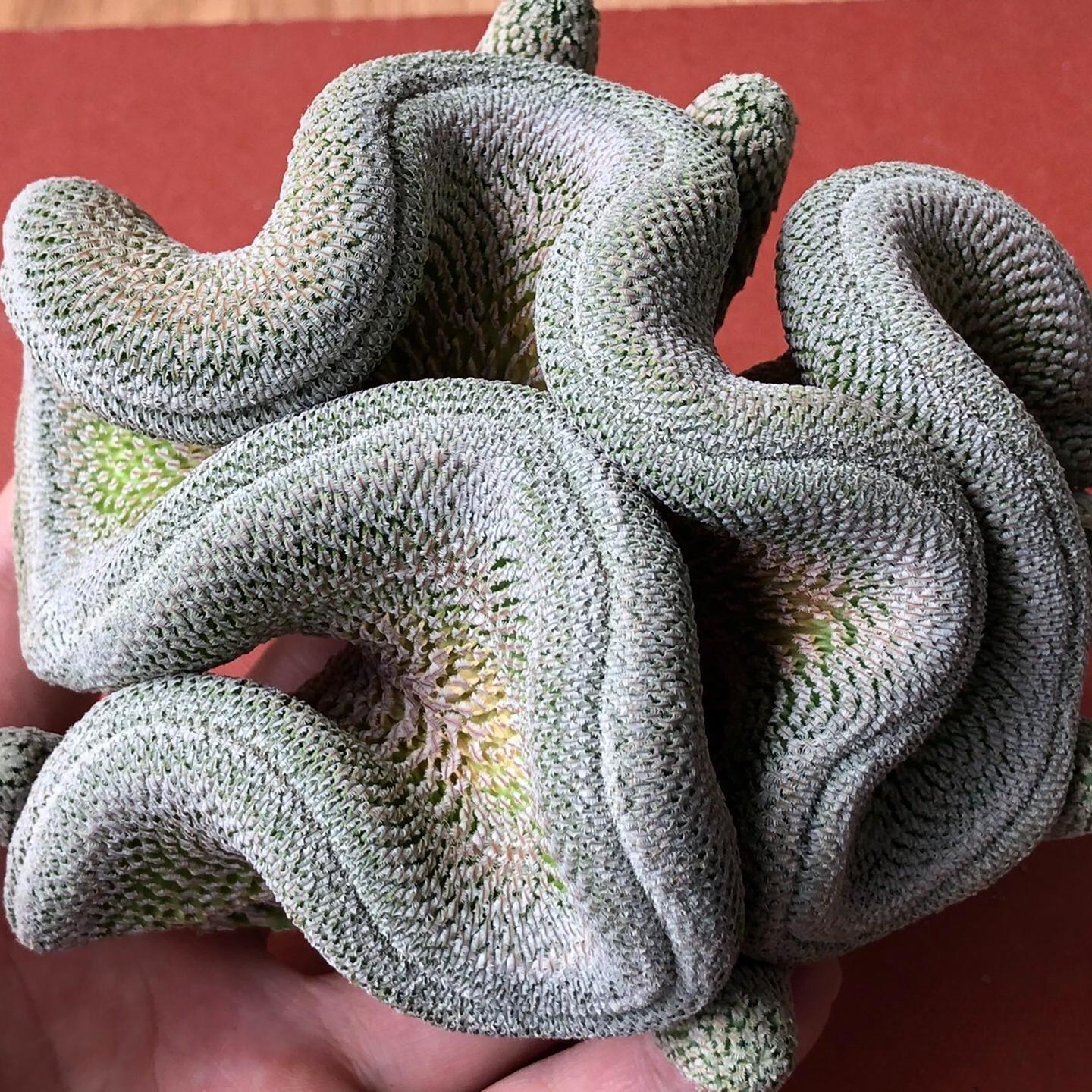 2-10cm Turbinicarpus pseudopectinatus