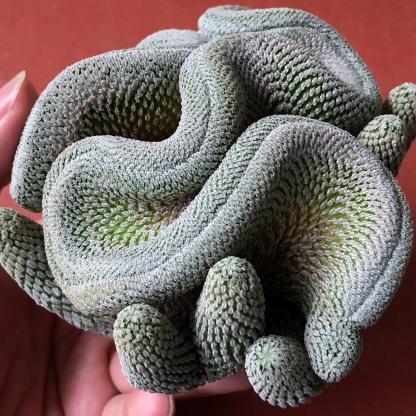 2-10cm Turbinicarpus pseudopectinatus