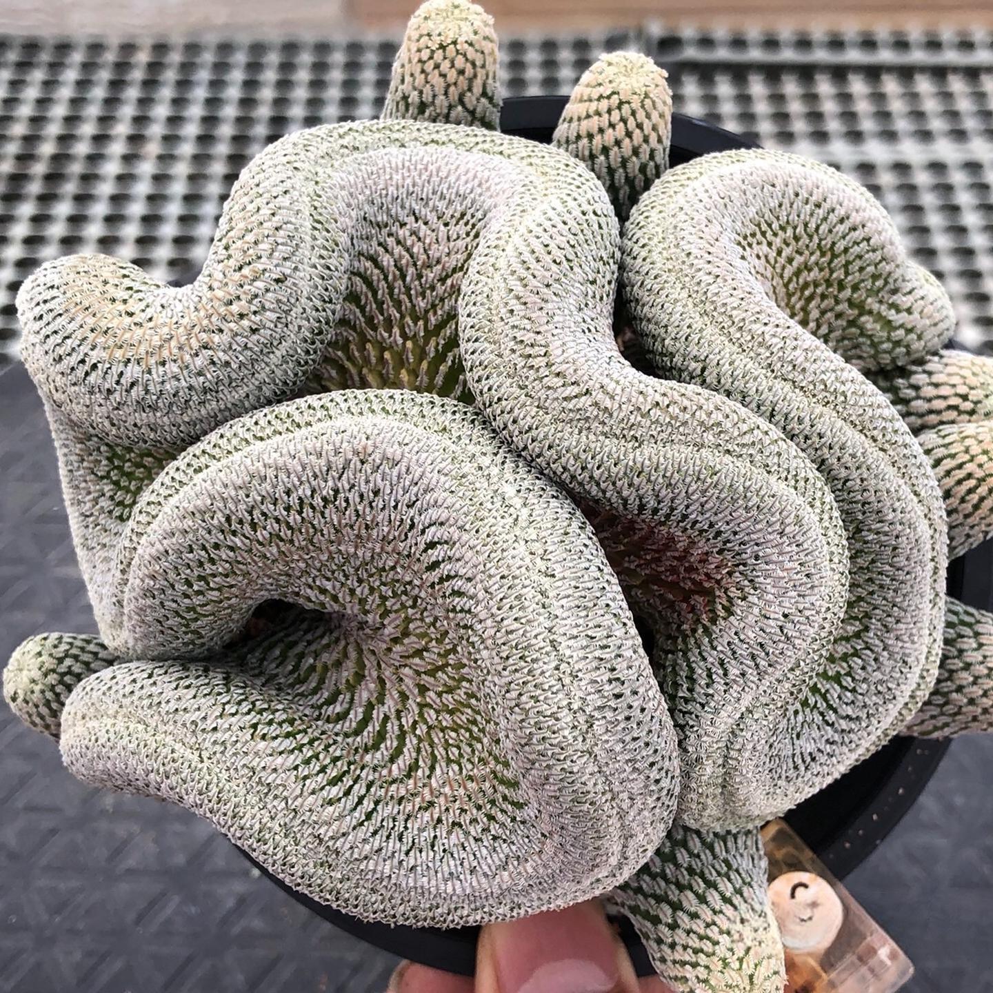 2-10cm Turbinicarpus pseudopectinatus