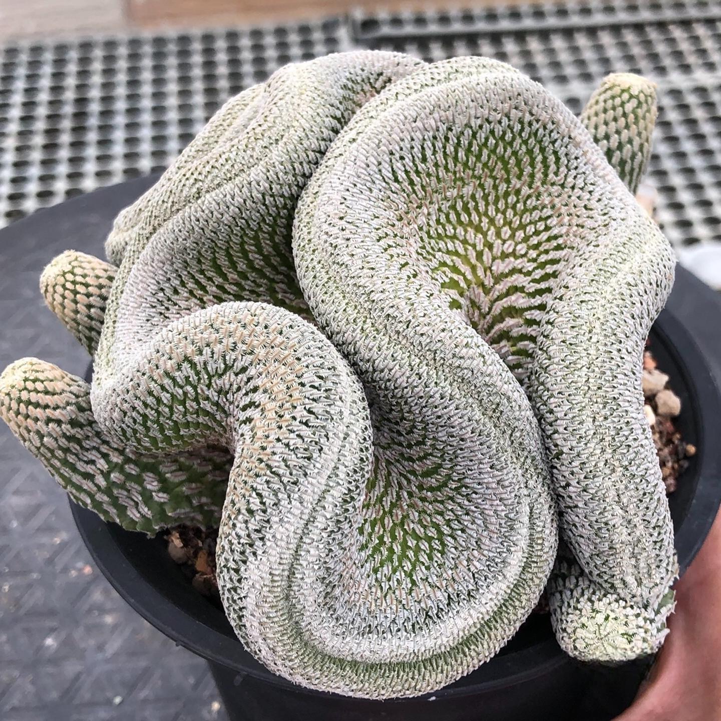 1-8cm Turbinicarpus pseudopectinatus（variegated）