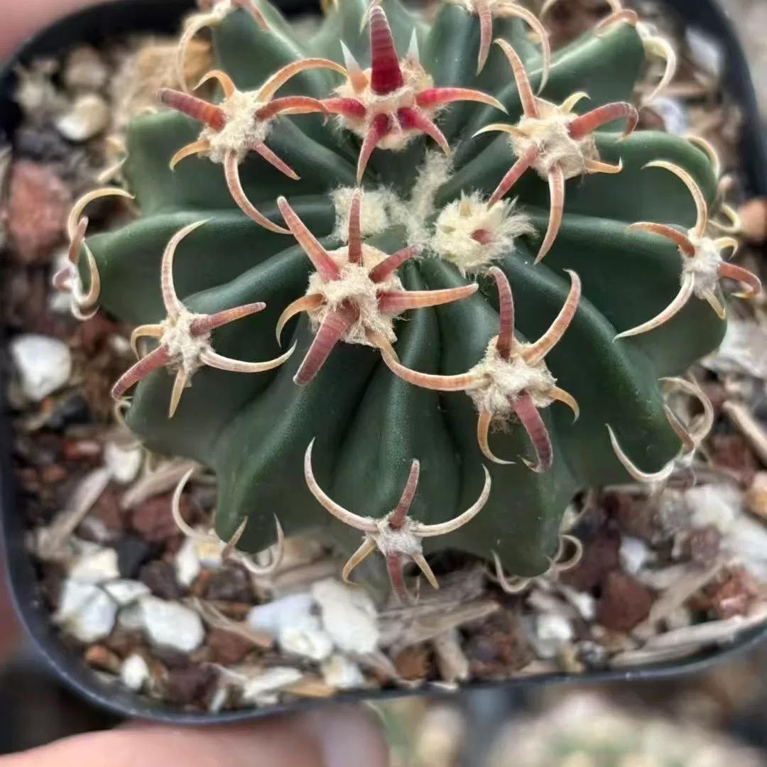 2-7cm Echinocactus texensis‌