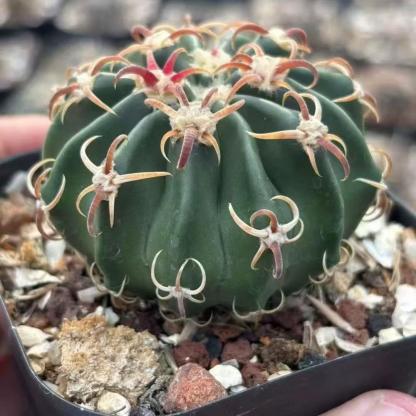 2-7cm Echinocactus texensis‌