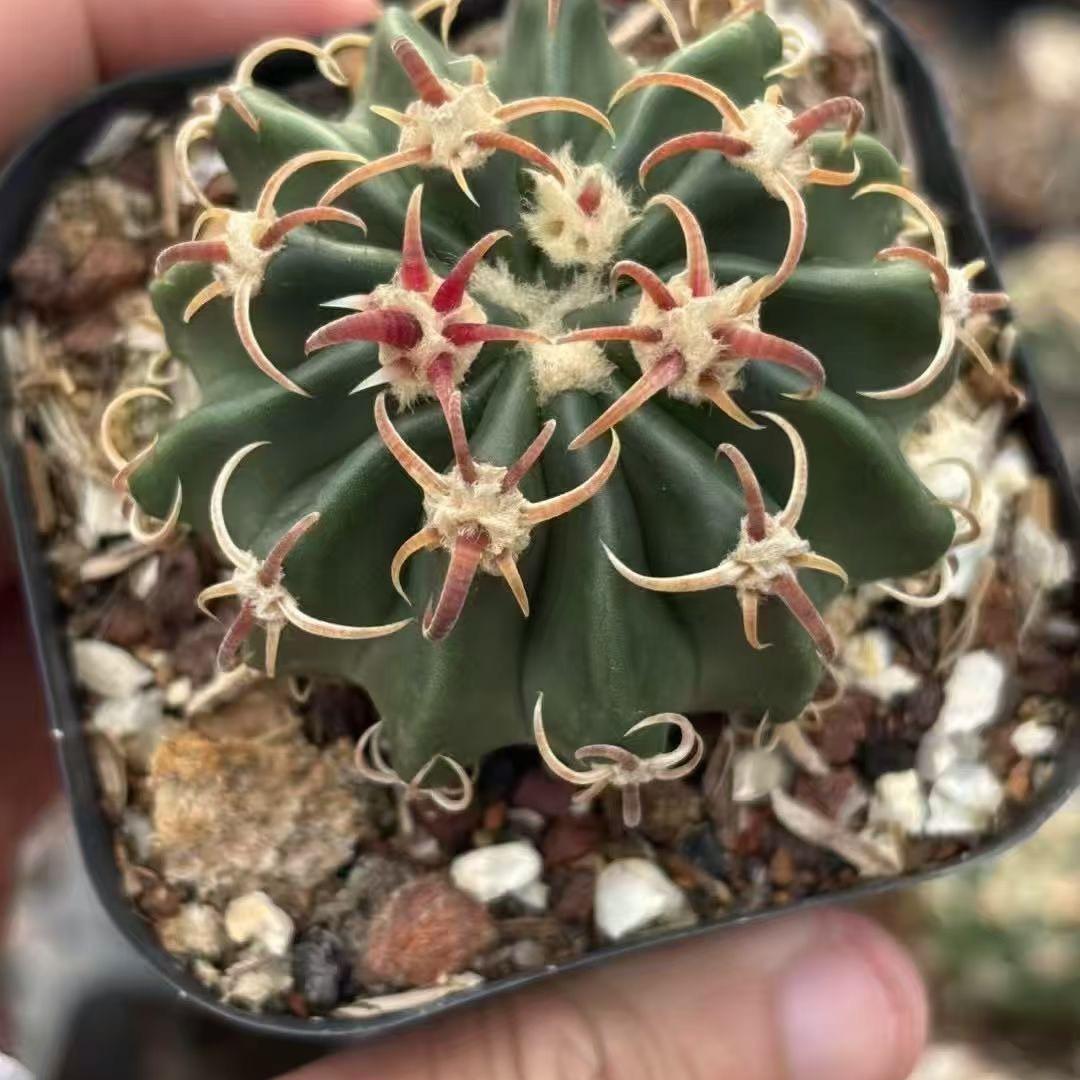 2-7cm Echinocactus texensis‌