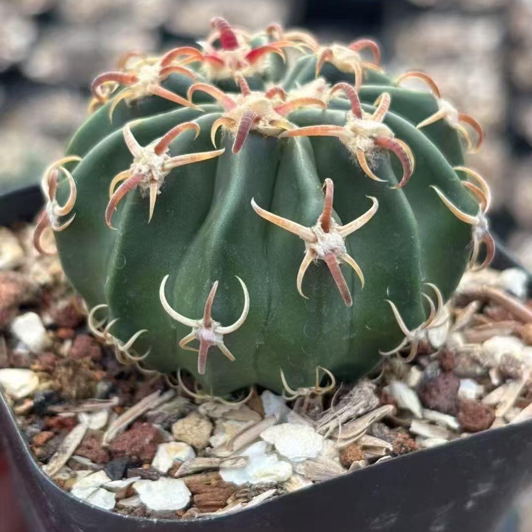 2-7cm Echinocactus texensis‌