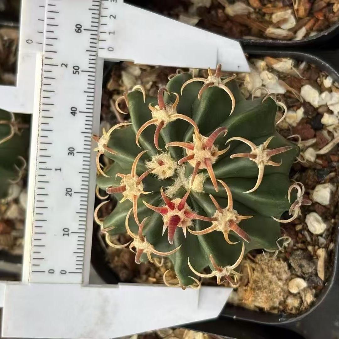 2-7cm Echinocactus texensis‌