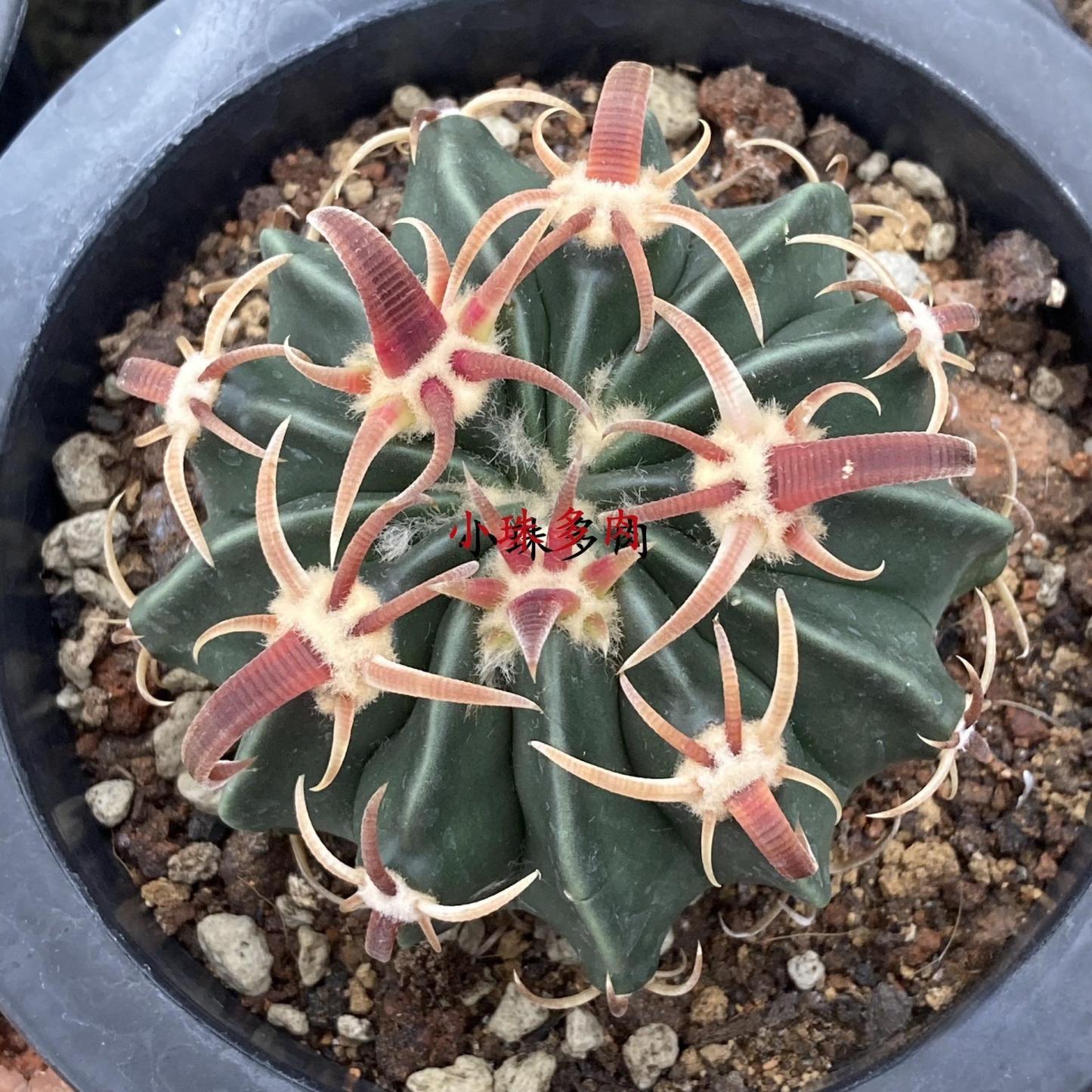 2-7cm Echinocactus texensis‌