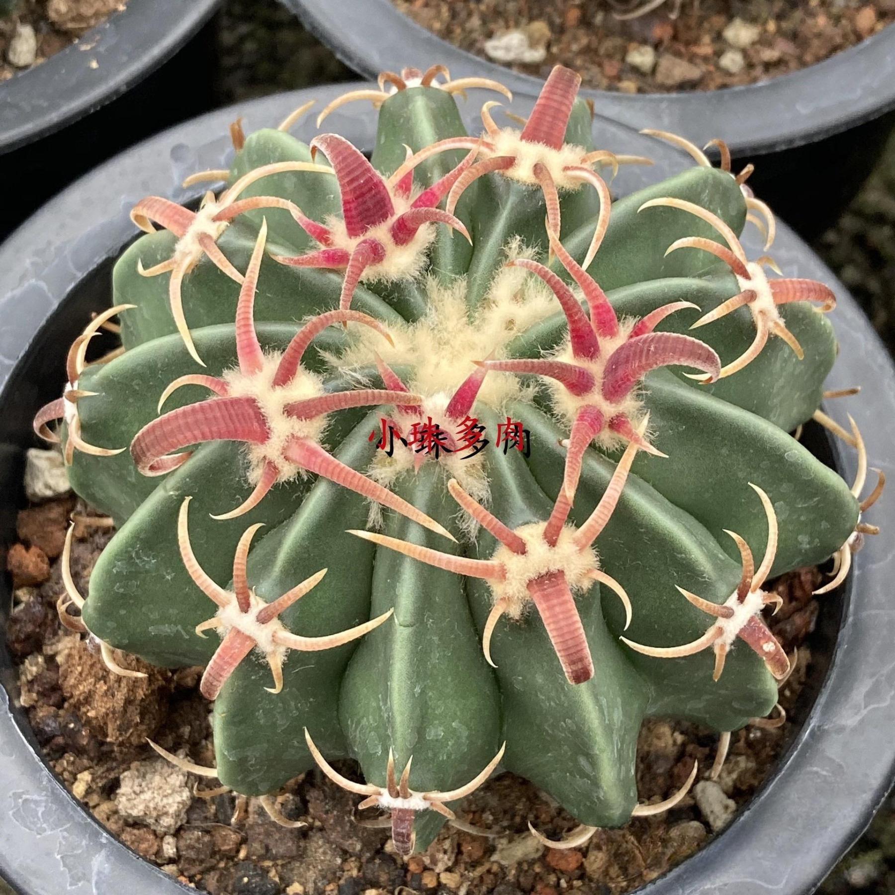 2-7cm Echinocactus texensis‌