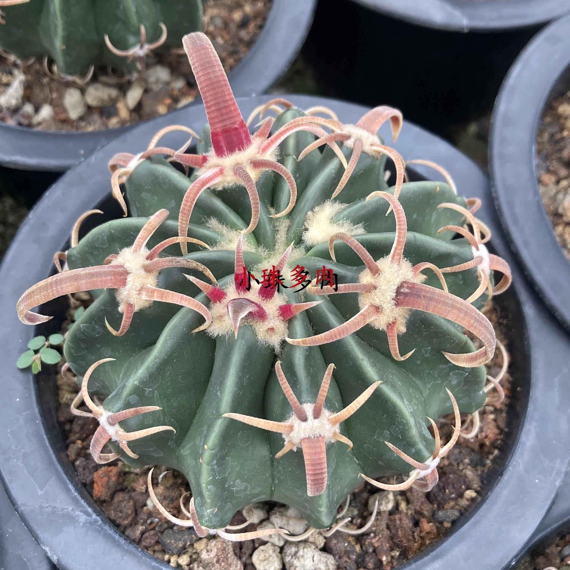 2-7cm Echinocactus texensis‌