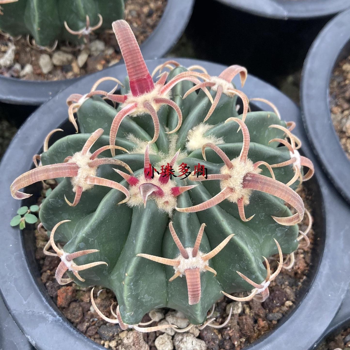 2-7cm Echinocactus texensis‌