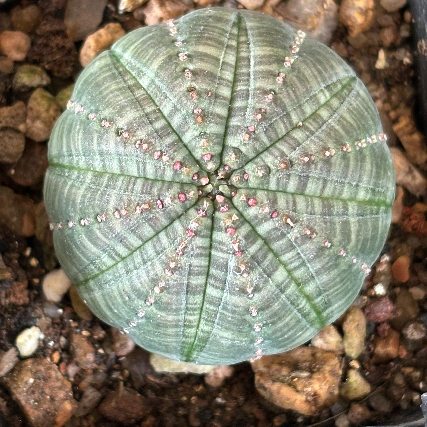 2-6cm Euphorbia obesa