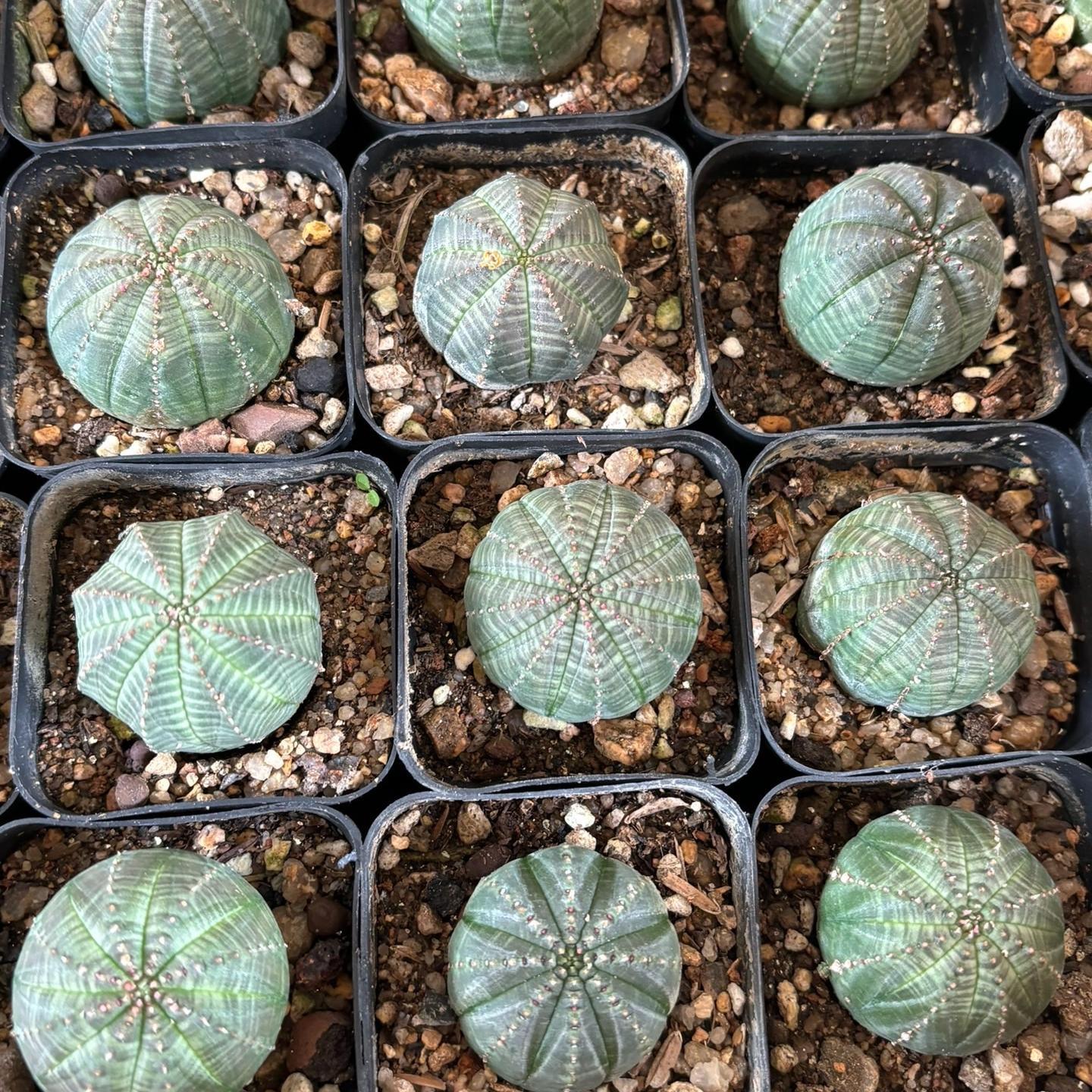BOTANIZE VCD Euphorbia obesa 2個セット 2-6cm Euphorbia obesa – Succulent Purrs