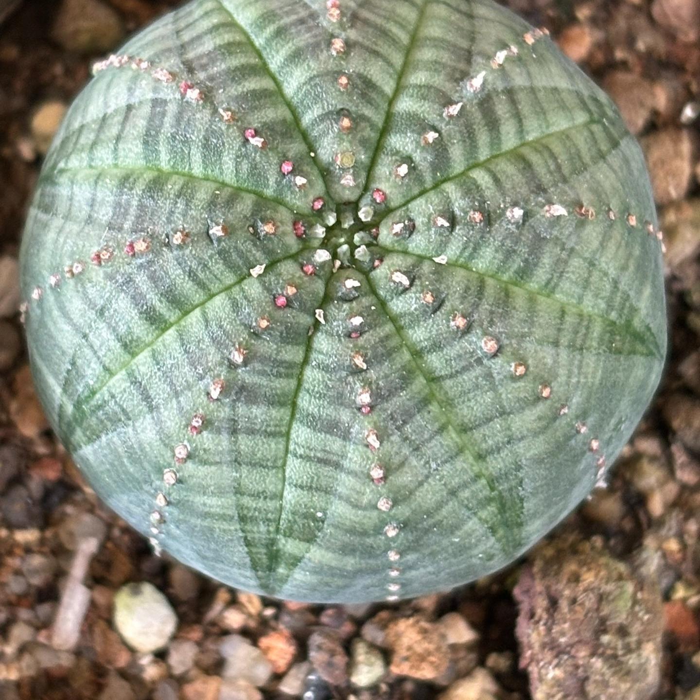 2-6cm Euphorbia obesa – Succulent Purrs