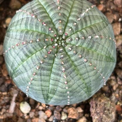 2-6cm Euphorbia obesa