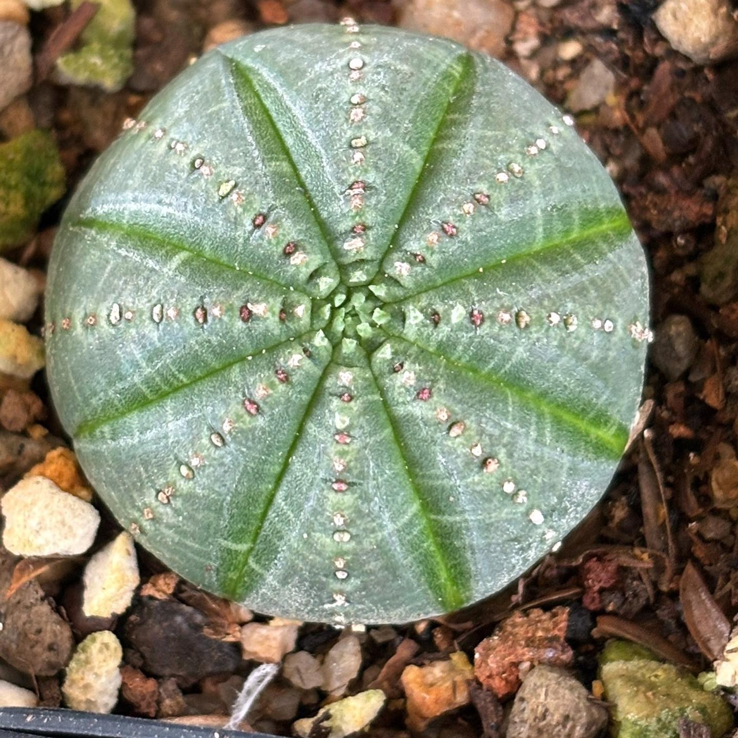 2-6cm Euphorbia obesa – Succulent Purrs