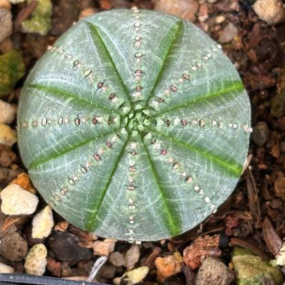 2-6cm Euphorbia obesa