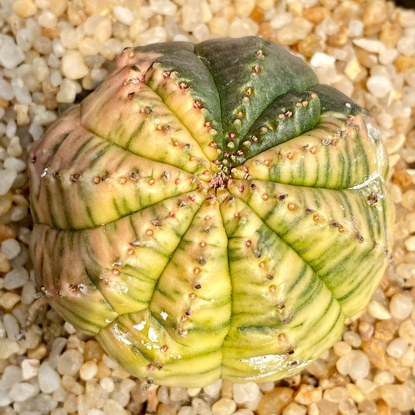 2-6cm Euphorbia obesa – Succulent Purrs