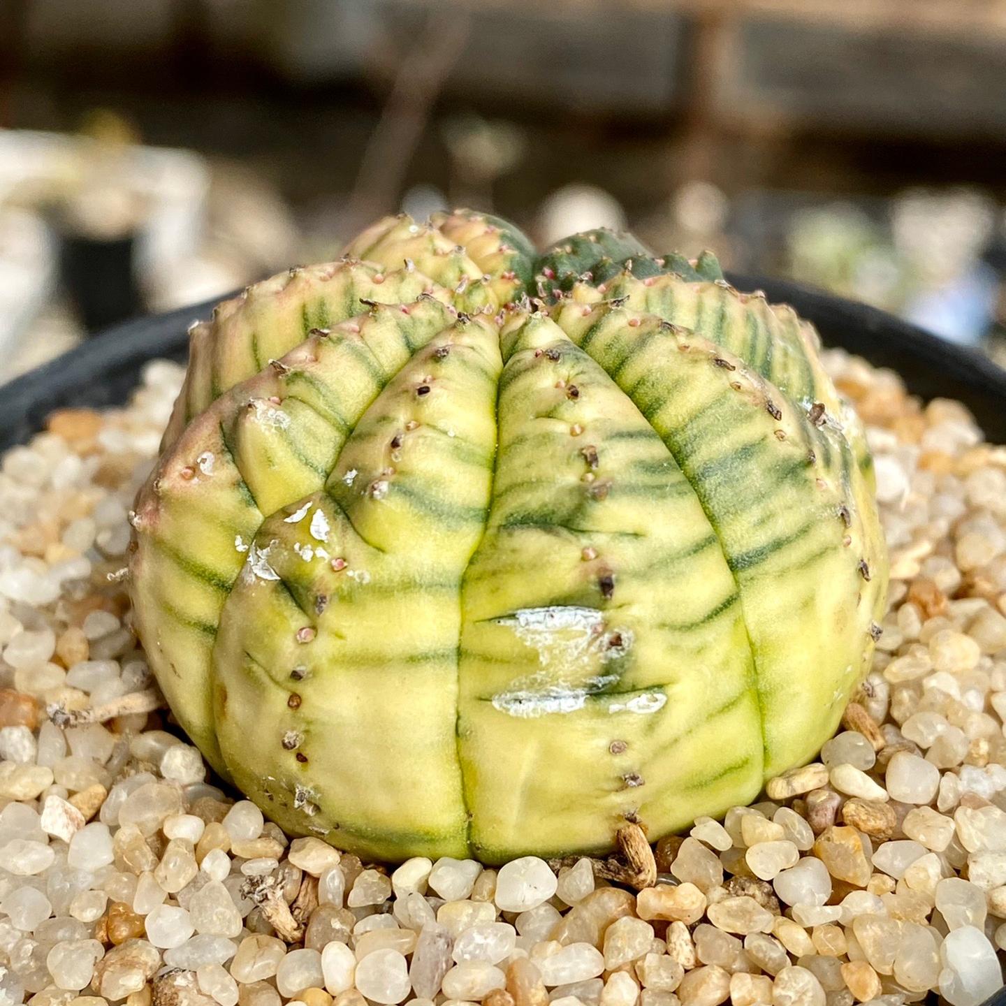 2-6cm Euphorbia obesa – Succulent Purrs