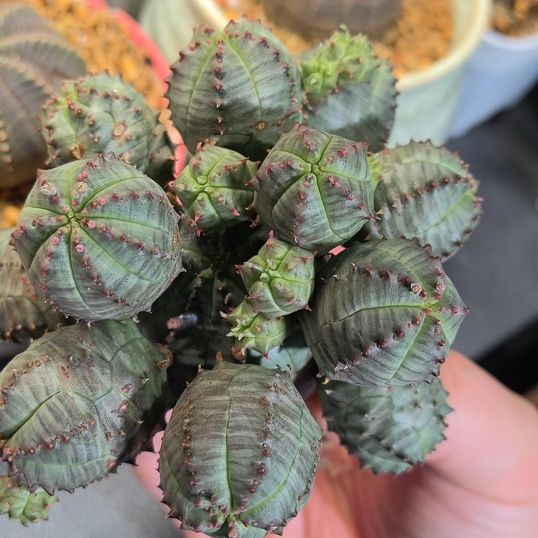 2-6cm Euphorbia obesa – Succulent Purrs