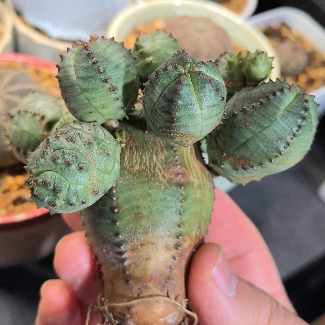 2-6cm Euphorbia obesa – Succulent Purrs