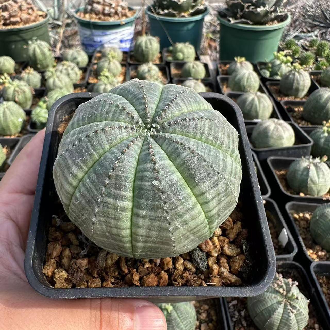 2-6cm Euphorbia obesa – Succulent Purrs