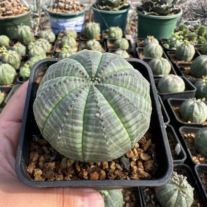 2-6cm Euphorbia obesa – Succulent Purrs