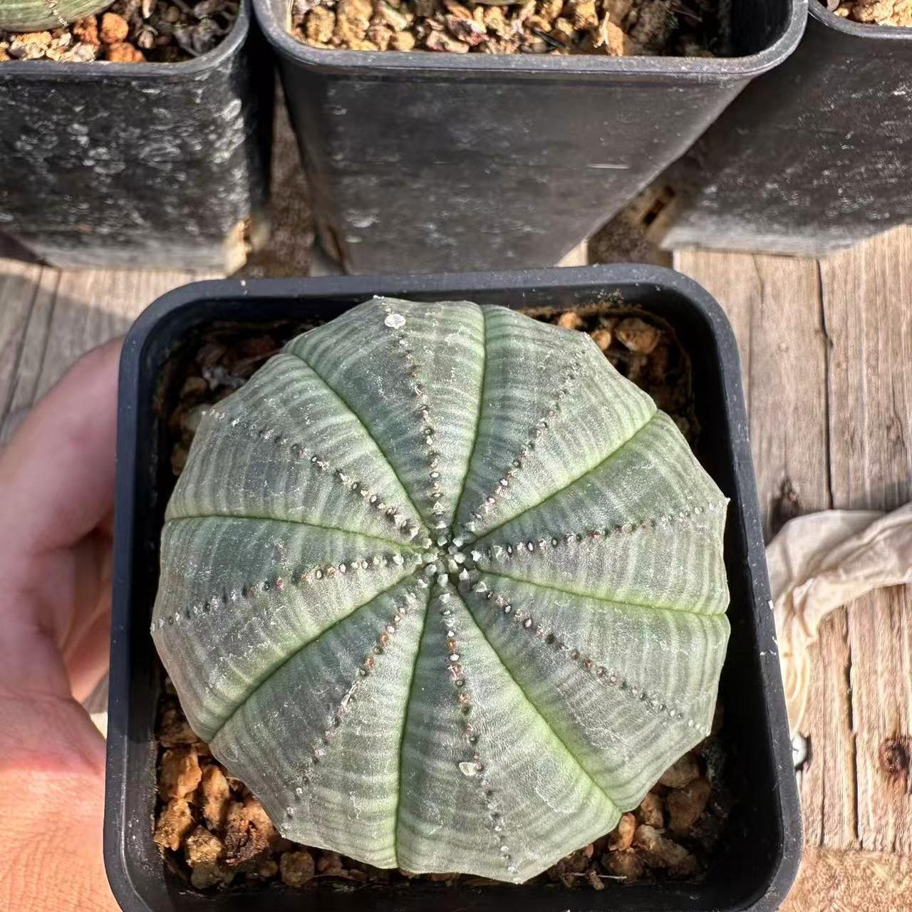 2-6cm Euphorbia obesa – Succulent Purrs