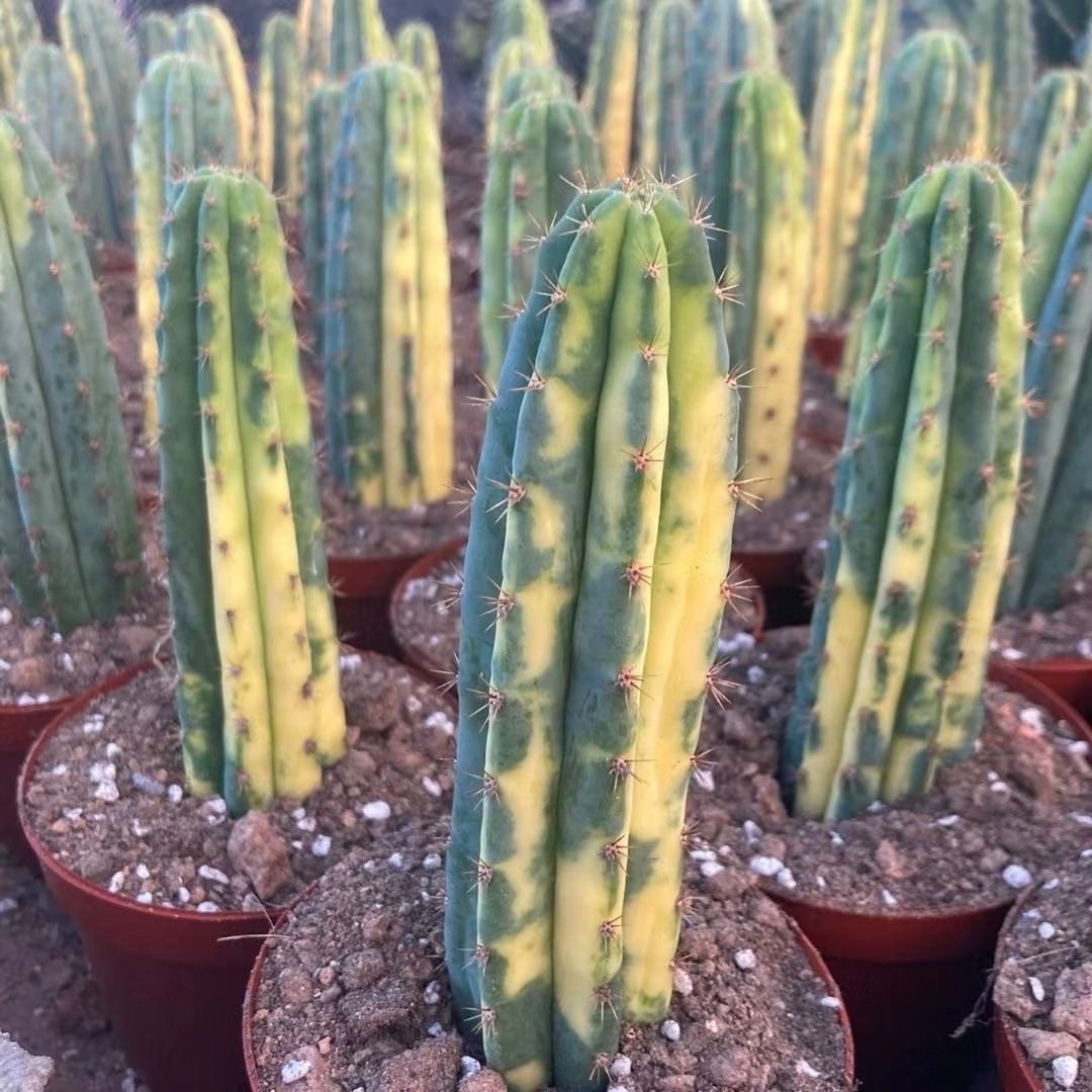Trichocereus Pachanoi
