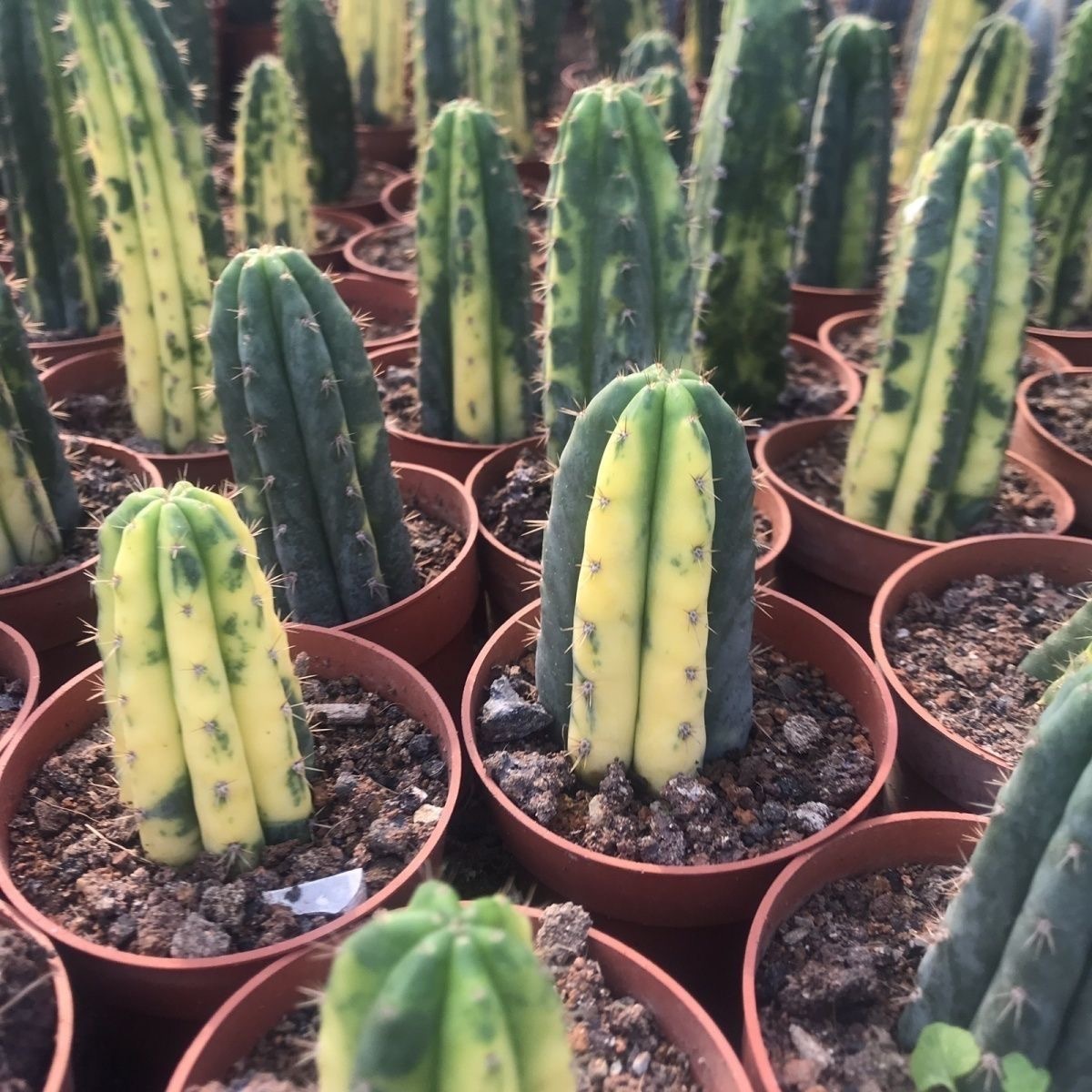Trichocereus Pachanoi