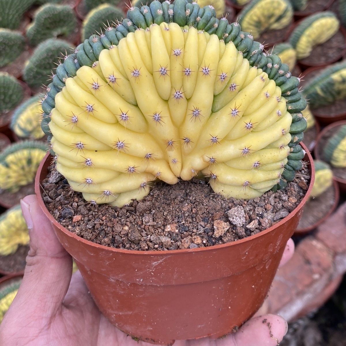 Trichocereus Pachanoi