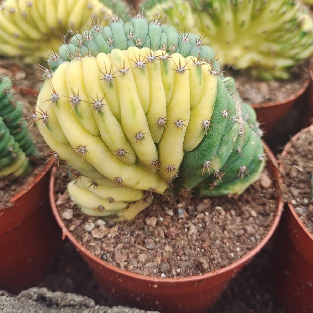 Trichocereus Pachanoi