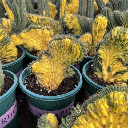 Trichocereus Pachanoi