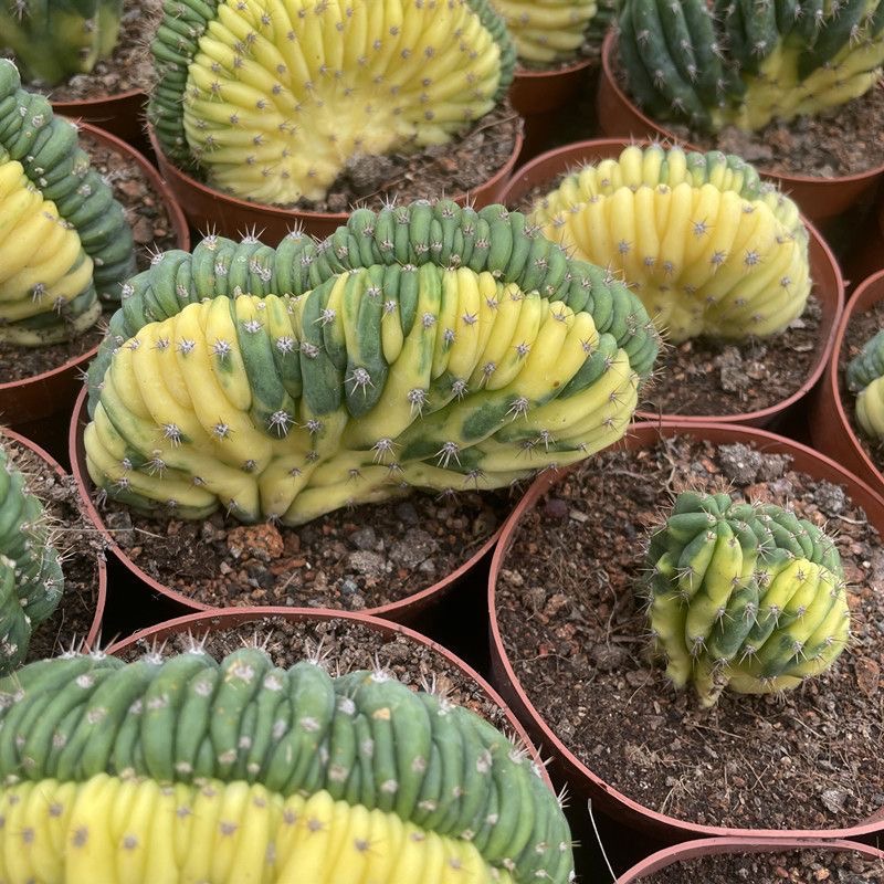 Trichocereus Pachanoi