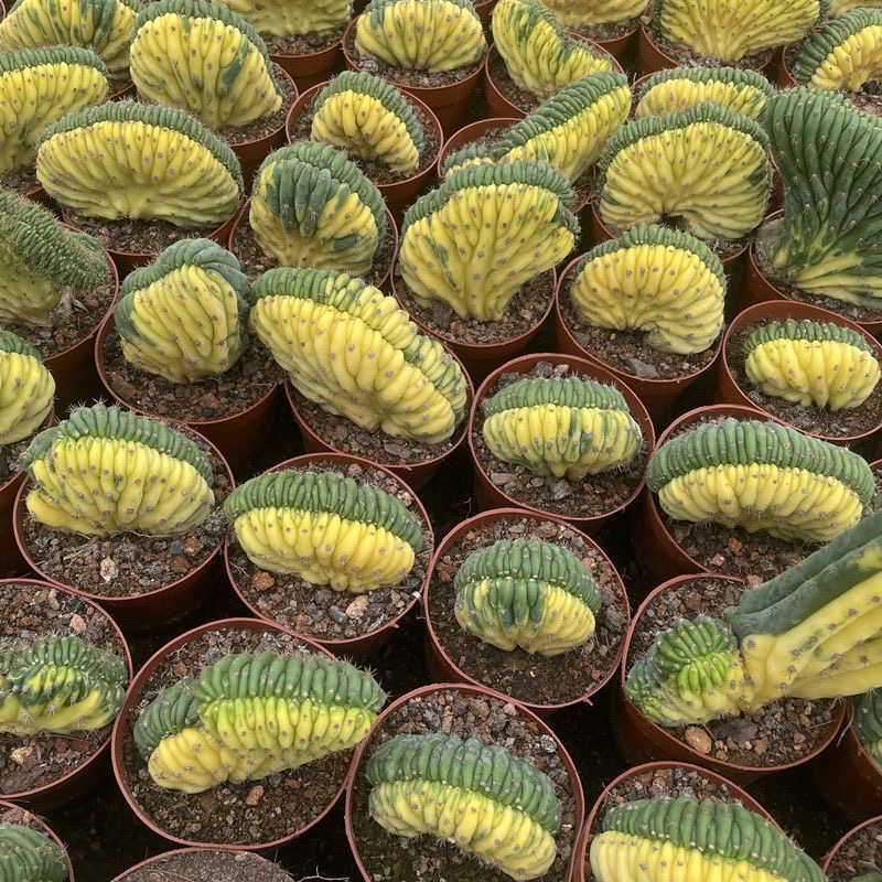 Trichocereus Pachanoi