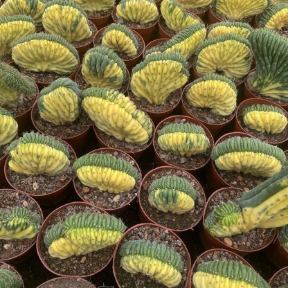 Trichocereus Pachanoi