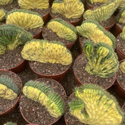 Trichocereus Pachanoi