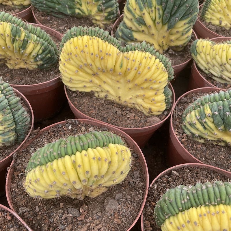 Trichocereus Pachanoi