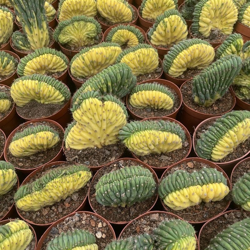 Trichocereus Pachanoi