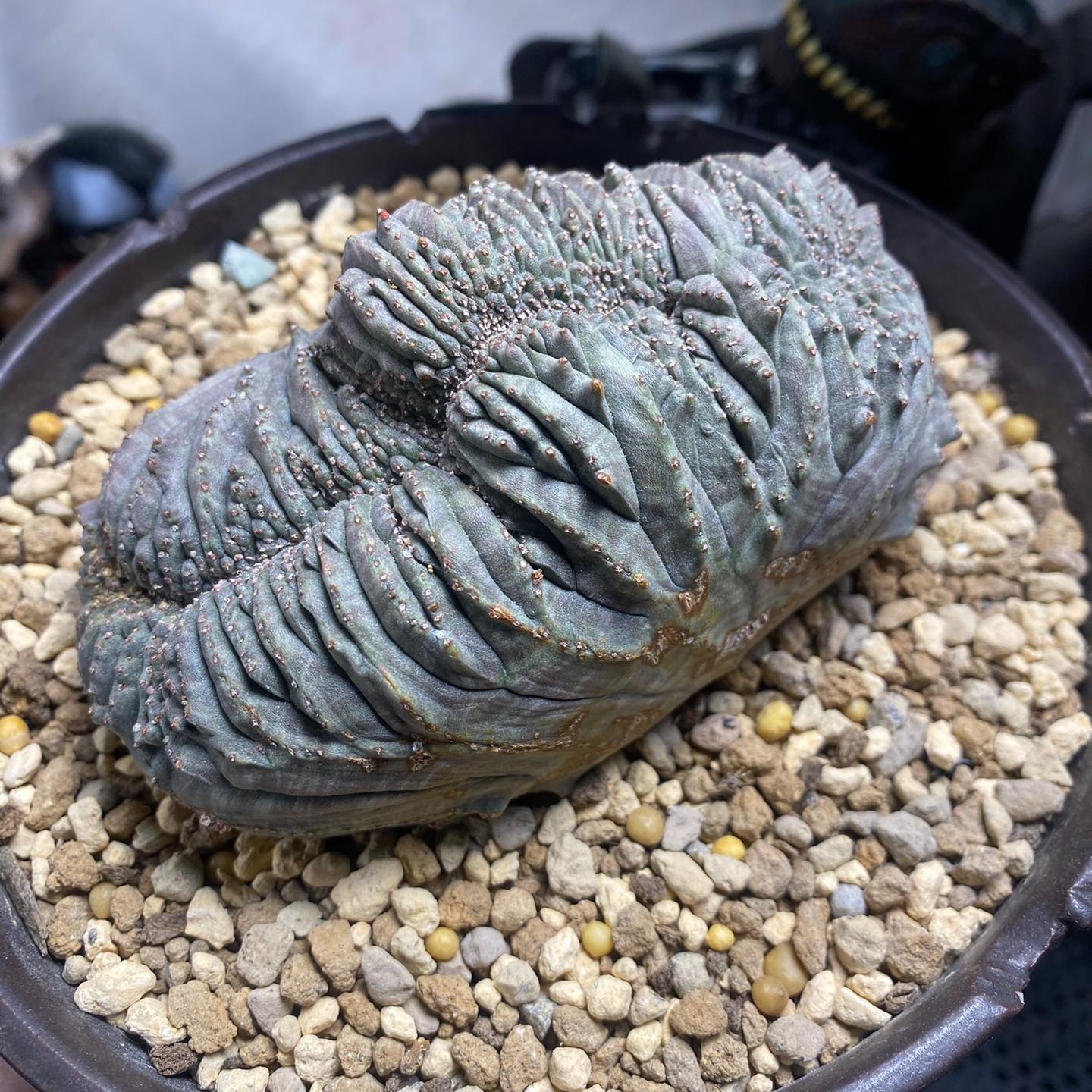 2-6cm Euphorbia obesa