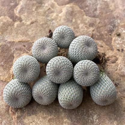 2-10cm Epithelantha micromeris