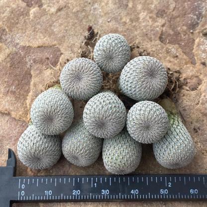2-10cm Epithelantha micromeris