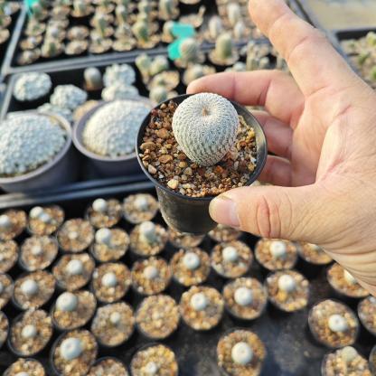 2-10cm Epithelantha micromeris