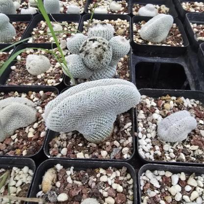 2-10cm Epithelantha micromeris