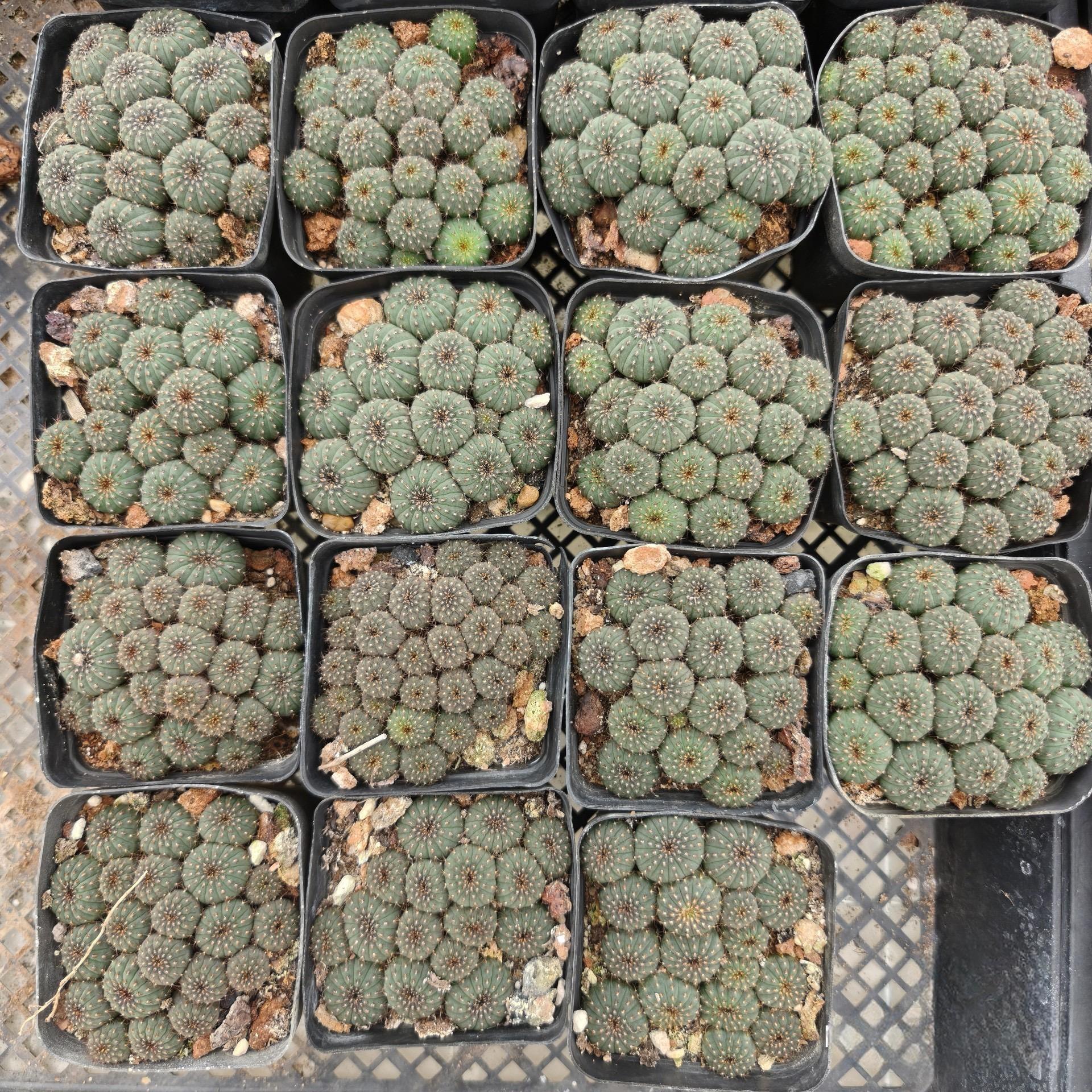 2-5cm Frailea castanea