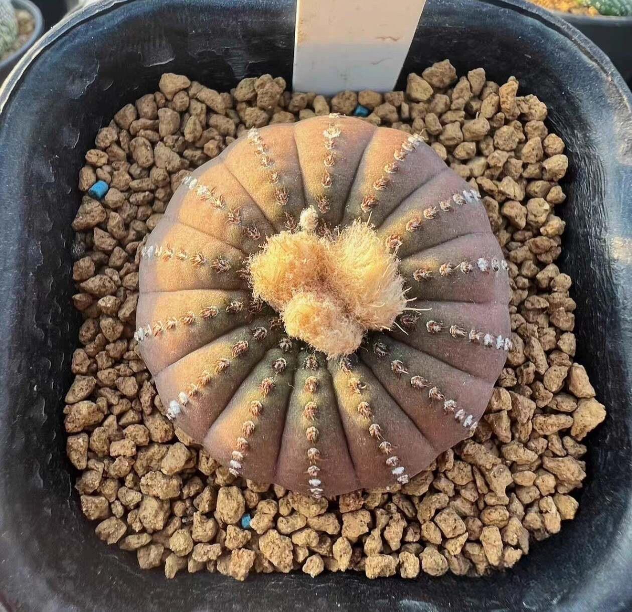 2-5cm Frailea castanea