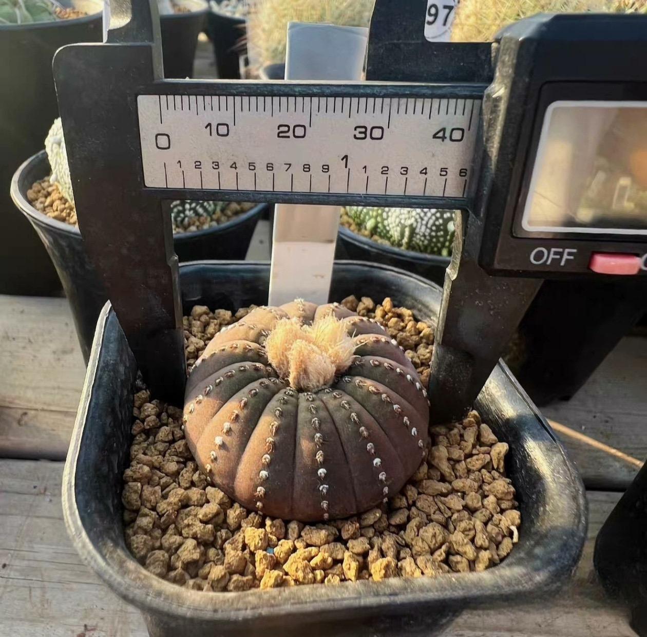 2-5cm Frailea castanea