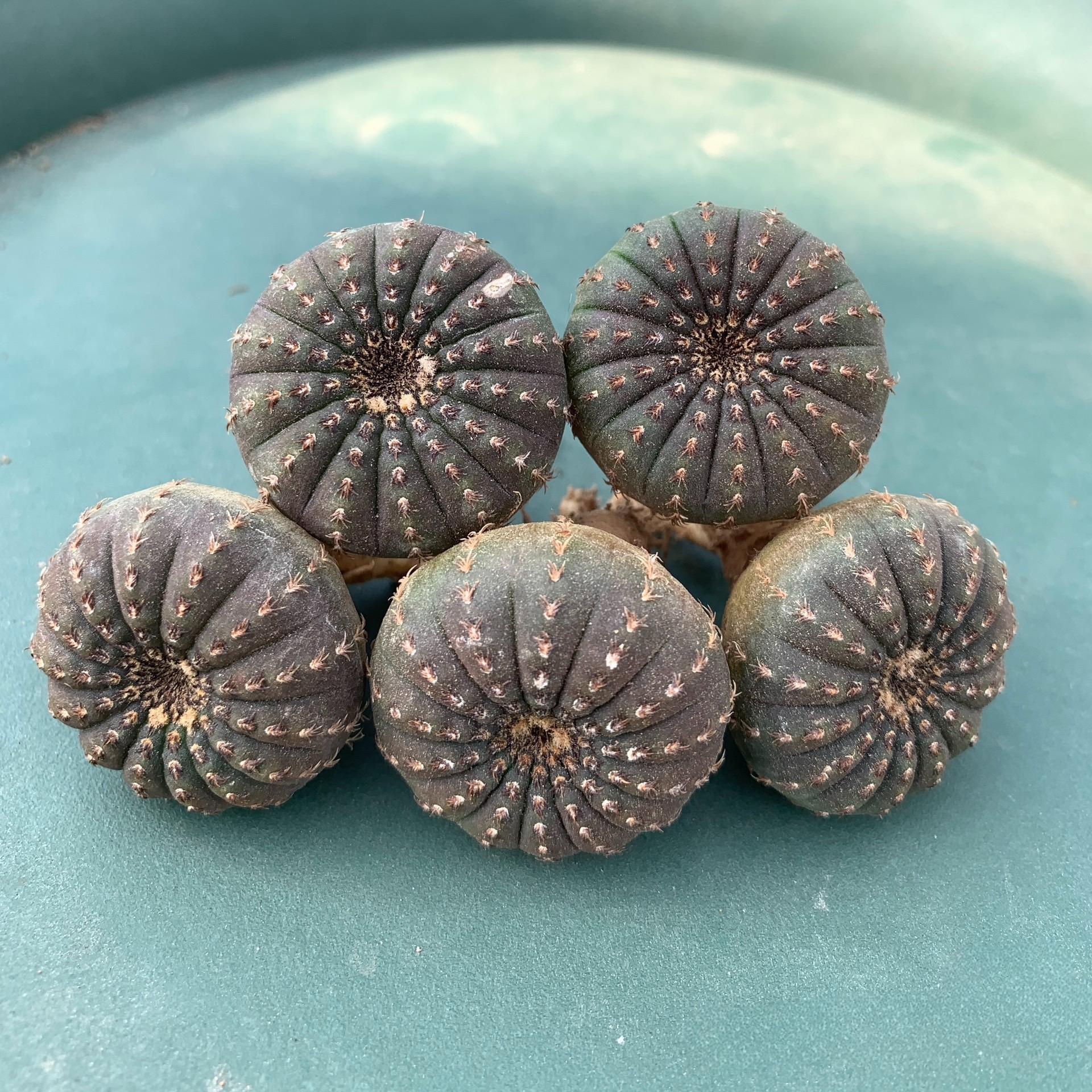 2-5cm Frailea castanea